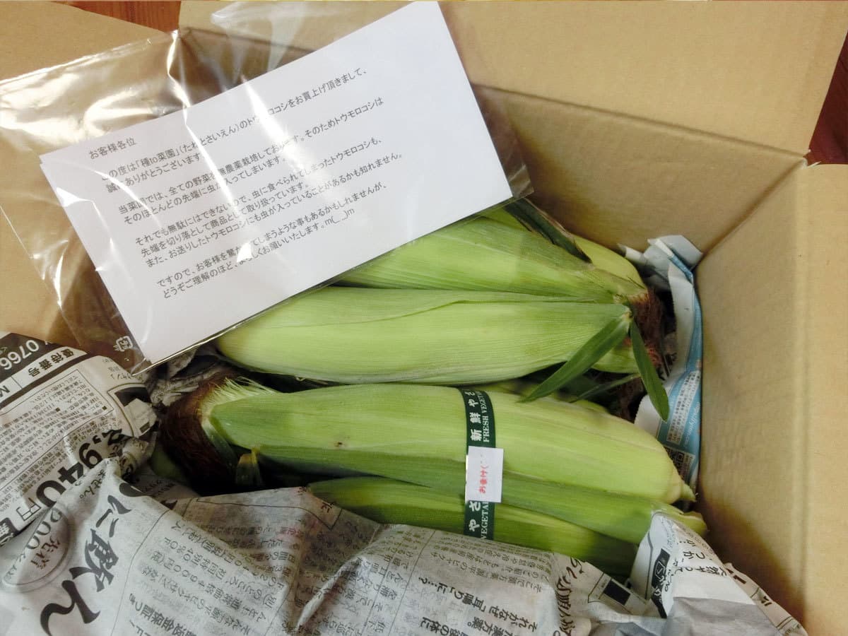 【種to菜園】朝採りトウモロコシ 注文レポート