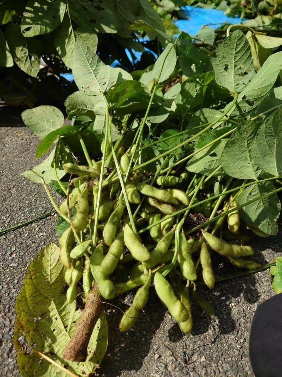 夏野菜 背景