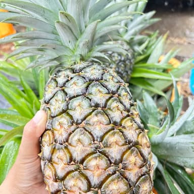 ハワイ種パイナップル、沢山のリピート購入を頂きありがとうございます!!