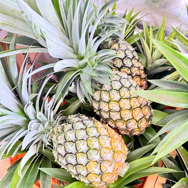 パイナップル、収穫ピークです🍍