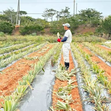 🍍パイナップルの植え付け🍍