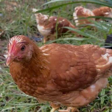 パイナップルのために育てた卵🥚販売を開始します!
