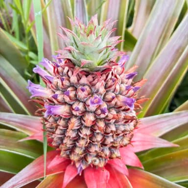 パイナップルの予約開始日が決まりました🍍