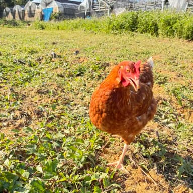 パイナップルのために育てた卵🥚ご購入頂き、ありがとうございます!!