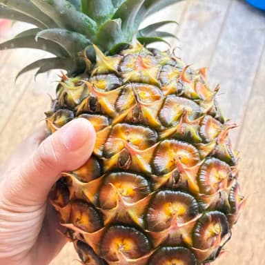 パイナップル🍍初収穫しました!