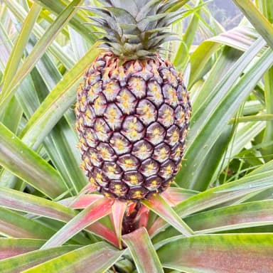 パイナップルのクチクラ層の話し🍍
