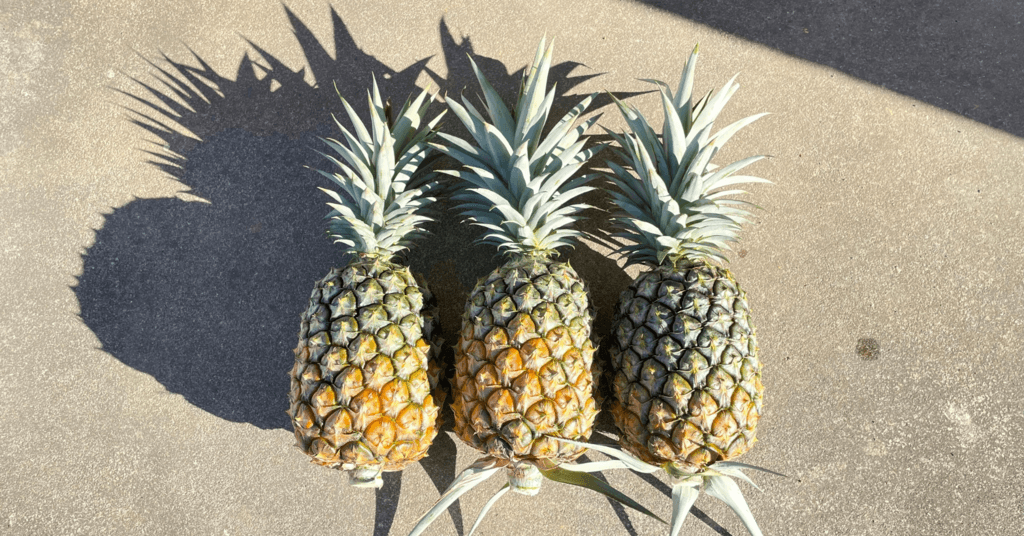 樹パイナップルファームメイン画像