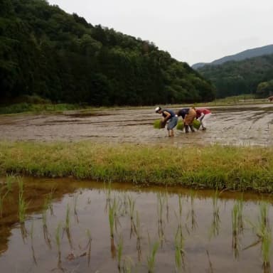 無農薬無肥料栽培米「旭1号」の田植え