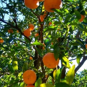 農薬化学肥料不使用 太田ぽんかん
