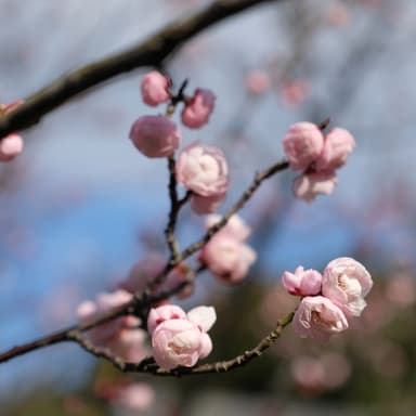 立春吉日
