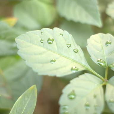雨水の食養生