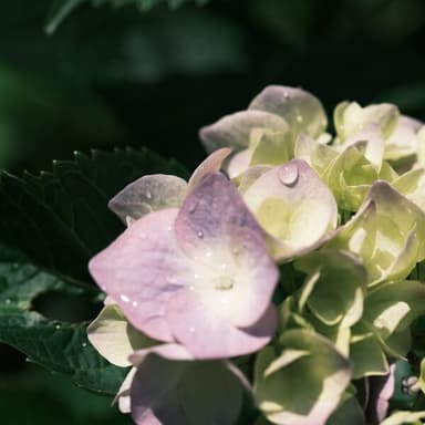 6月の薬膳茶 | 定期便に同梱