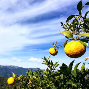 芳醇な香り!星空の柚子 農薬・化学肥料・除草剤不使用