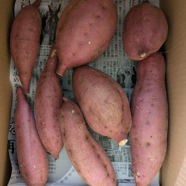 安納芋 1kg