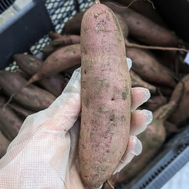安納芋の苗づくり用の種芋