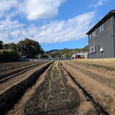 肥料は「もみ殻ぼかし」だけ