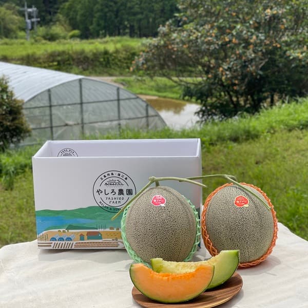 【6/10頃発送】父の日限定 椿メロン2玉セット