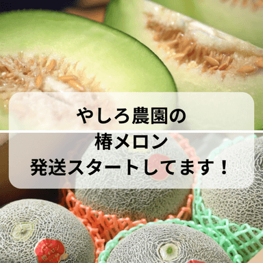 椿メロンの発送がスタートしました