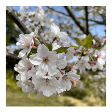 やっと晴れた日と桜