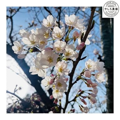 桜は満開になりました
