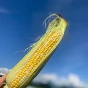 【送料込み】とっても甘い!八ヶ岳の朝採りとうもろこし10本セット【農薬・化学肥料不使用】>