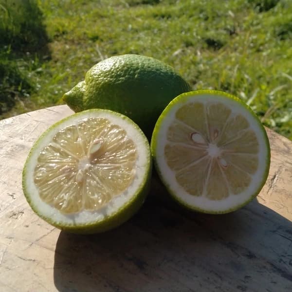 お試し (他のお野菜と合わせ買いがオススメ)