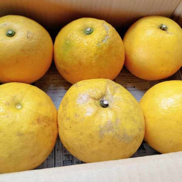 土佐文旦 おひとり様向け