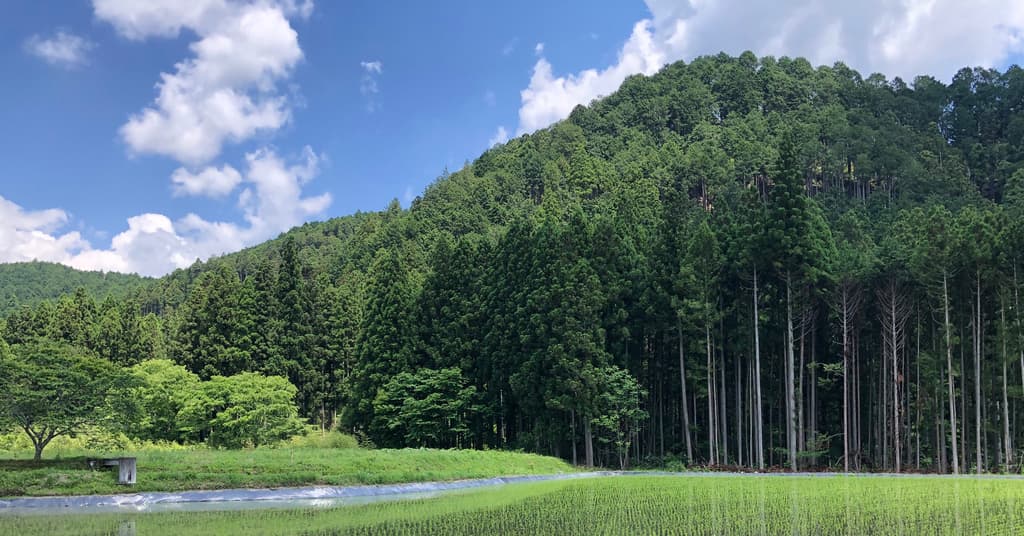 ユキノシタサボウメイン画像