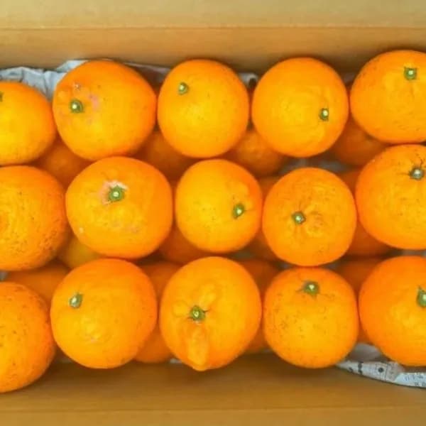 清見タンゴール(5kg箱入り)