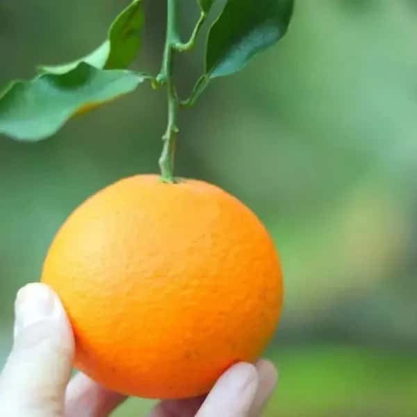 限定!木なり完熟!とろける清見♪ 甘くて果汁たっぷり! 全国有数の清見産地・愛媛県佐田岬半島 名取で栽培。 農薬・肥料・除草剤を使わず、自然と共に育てた「リジェネラティブ」清見タンゴール。