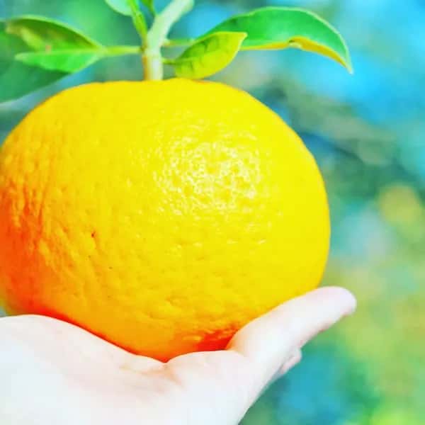 数量限定!初夏の季節にぴったり♪果汁あふれる甘酸っぱくてほろ苦い♪佐田岬生まれの柑橘「サンフルーツ」愛媛県産・農薬・除草剤・肥料不使用栽培